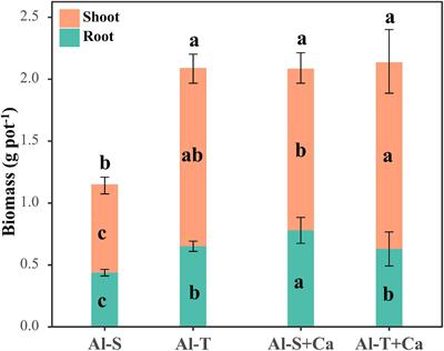 Distinct Patterns of Rhizosphere Microbiota Associated With Rice Genotypes Differing in Aluminum Tolerance in an Acid Sulfate Soil